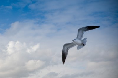 Image 4115 - Professional Wildlife photography by Bobby Shull