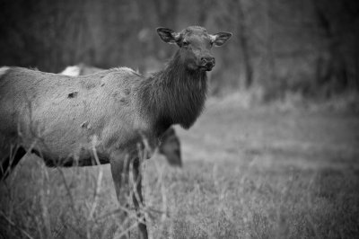 Image 7021 - Professional Wildlife photography by Bobby Shull