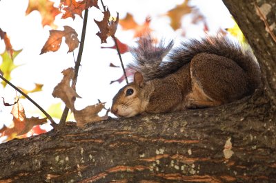 Image 7210 - Professional Wildlife photography by Bobby Shull
