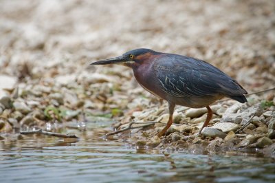 Image 8768 - Professional Wildlife photography by Bobby Shull