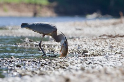 Image 8819 - Professional Wildlife photography by Bobby Shull