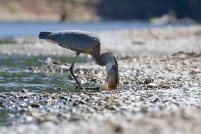 Image 8823 - Professional Wildlife photography by Bobby Shull