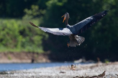 Image 8827 - Professional Wildlife photography by Bobby Shull