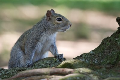 Image 8953 - Professional Wildlife photography by Bobby Shull